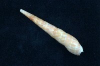 藏品(紅筍螺)的圖片